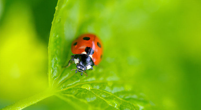 Was haben der Marienkäfer und das menschliche Immunsystem gemeinsam?